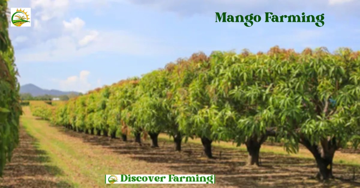 Mango Farming: आम की खेती से होंगे मालामाल