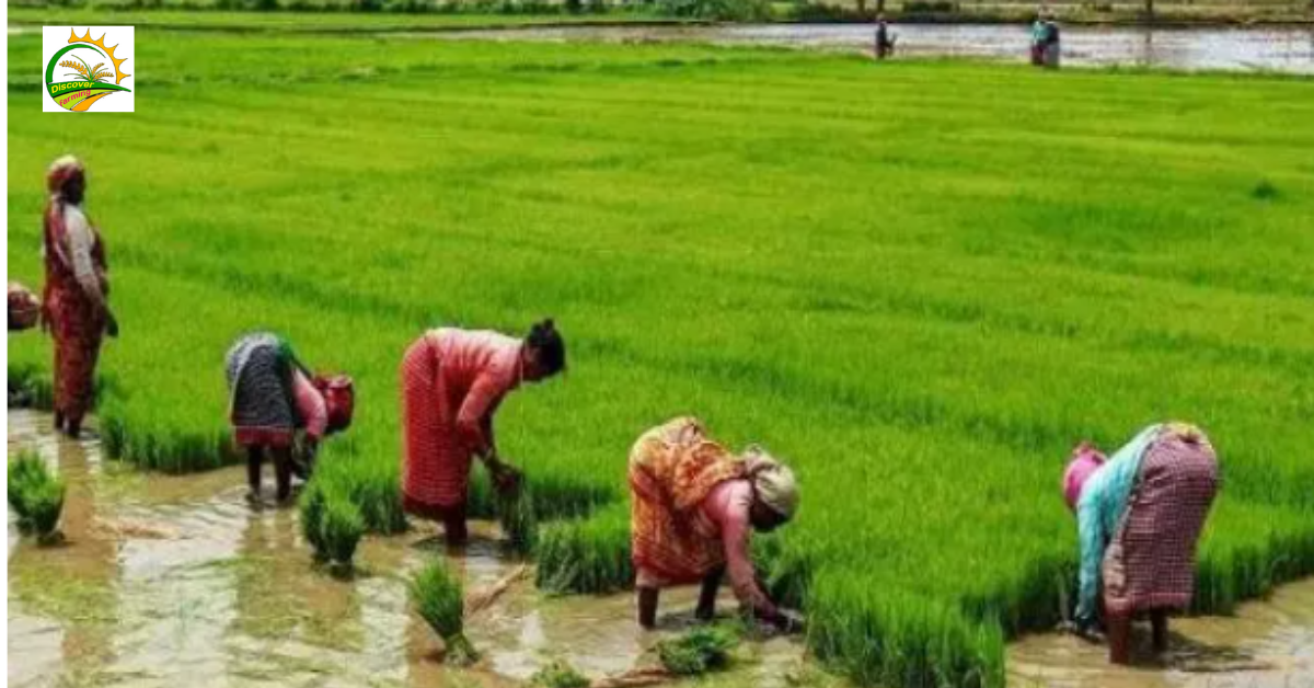 खेती-बाड़ी (Agriculture)