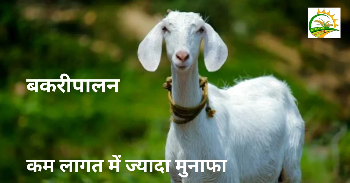 Goat Farming : कम लागत में ज्यादा मुनाफा