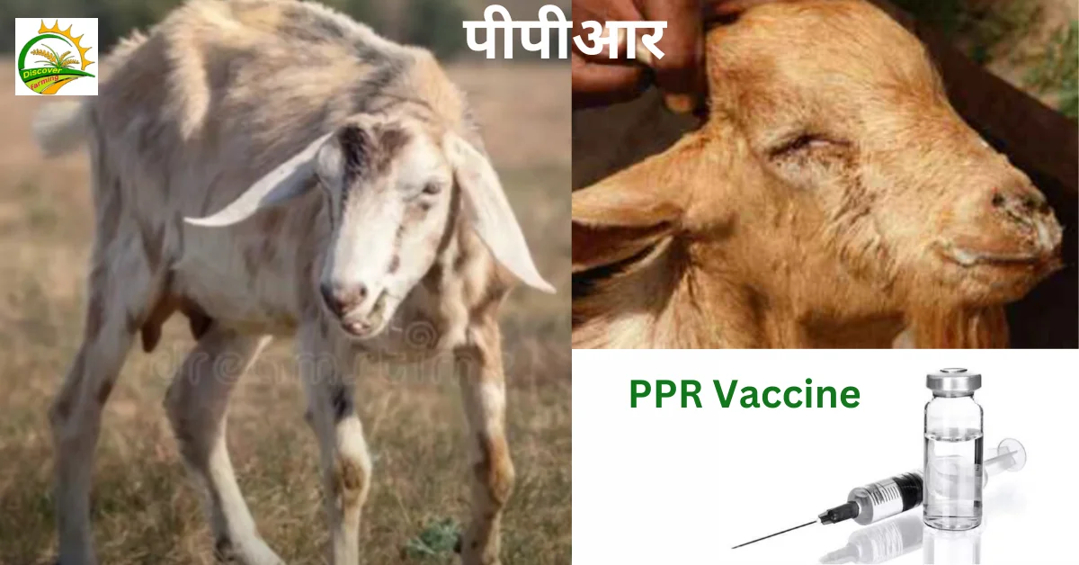 PPR Vaccination