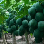 Papaya Farming: पपीते की खेती