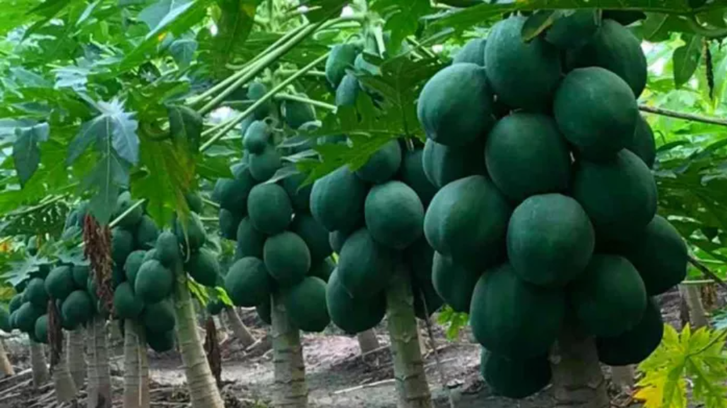 Papaya Farming: पपीते की खेती