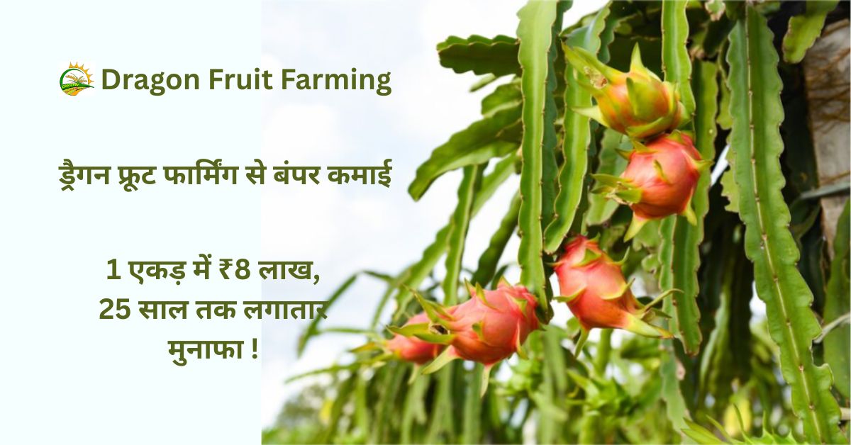 ड्रैगन फ्रूट फार्मिंग से बंपर कमाई: 1 एकड़ में ₹8 लाख, 25 साल तक लगातार मुनाफा !