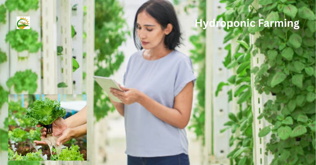 Urban Hydroponic Farming: शहरों में हाइड्रोपोनिक खेती का बढ़ता ट्रेंड - शुरुआत कैसे करें ?