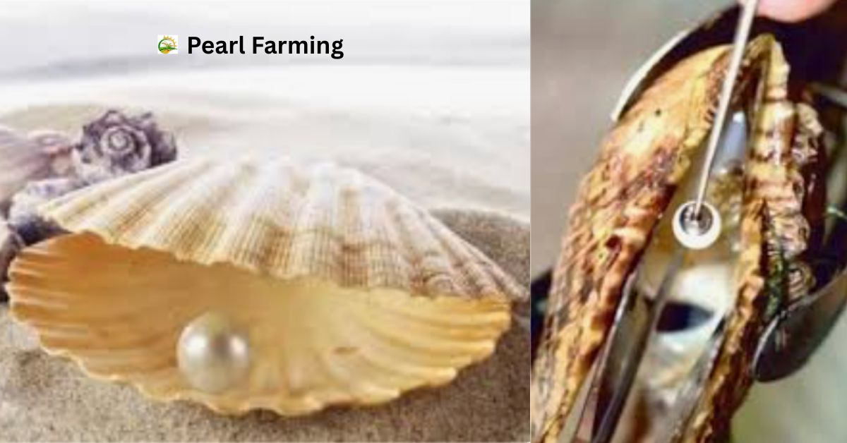 Pearl Farming: मोती की खेती से 1 एकड़ में ₹5 लाख सालाना कमाएं, जानें वैज्ञानिक तरीका