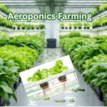 सिर्फ हवा में उगती है फसल! जानिए एरोपोनिक्स खेती कैसे बदल रही है किसान की किस्मत