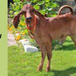 भारत में पहली बार: क्लोन गिर गाय 'गंगा' से बछड़ी का जन्म, डेयरी उद्योग में नई उम्मीदें