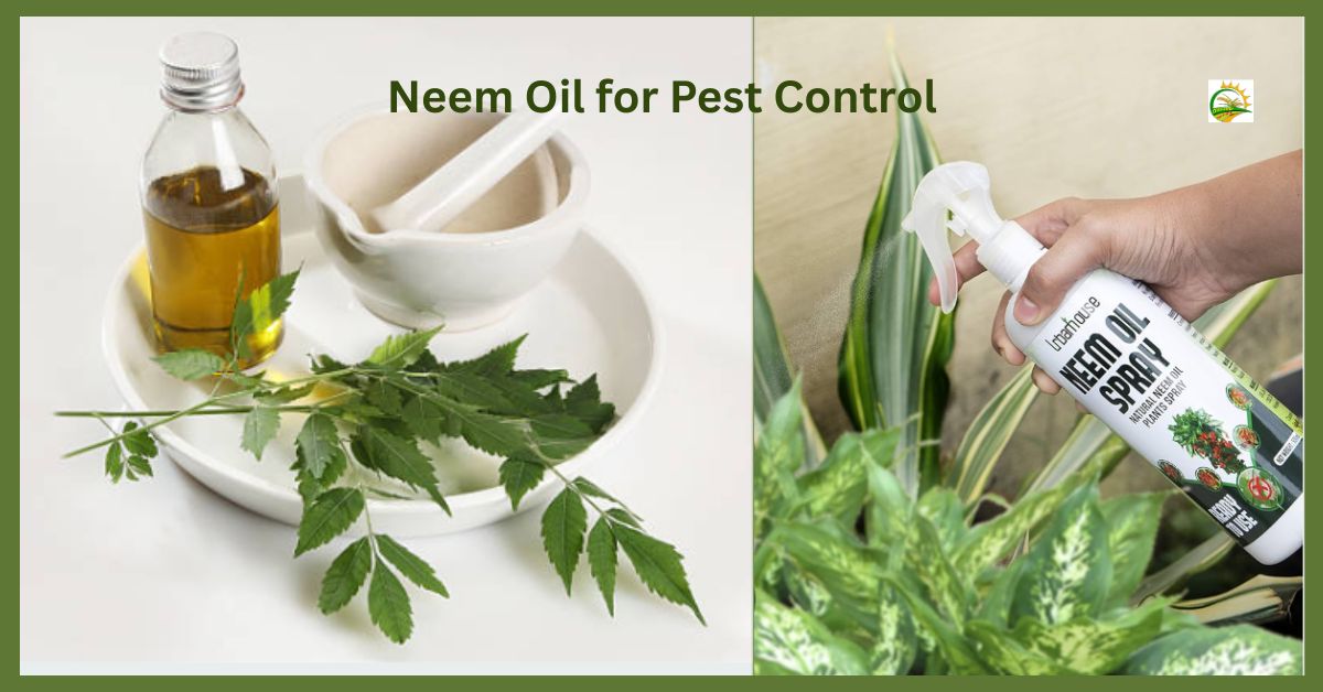 Neem Oil for Pest Control: नीम के तेल से कीटों का खात्मा - सस्ता, सुरक्षित और वैज्ञानिक तरीका