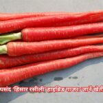 किसानों की नई पसंद ‘हिसार रसीली’ हाइब्रिड गाजर: जानें खेती का सही तरीका