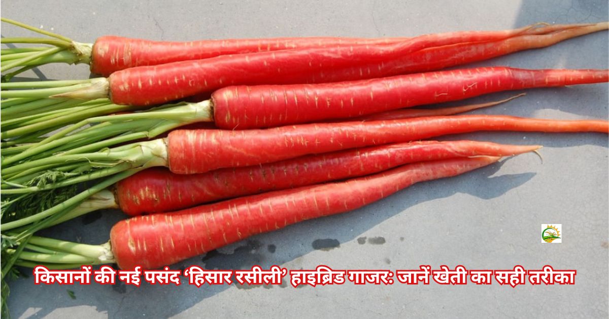 किसानों की नई पसंद ‘हिसार रसीली’ हाइब्रिड गाजर: जानें खेती का सही तरीका