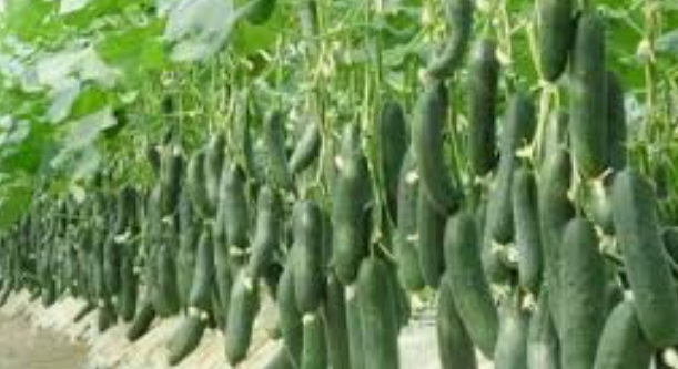 खीरा (Cucumber)