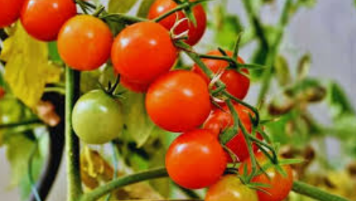 टमाटर (Tomato)